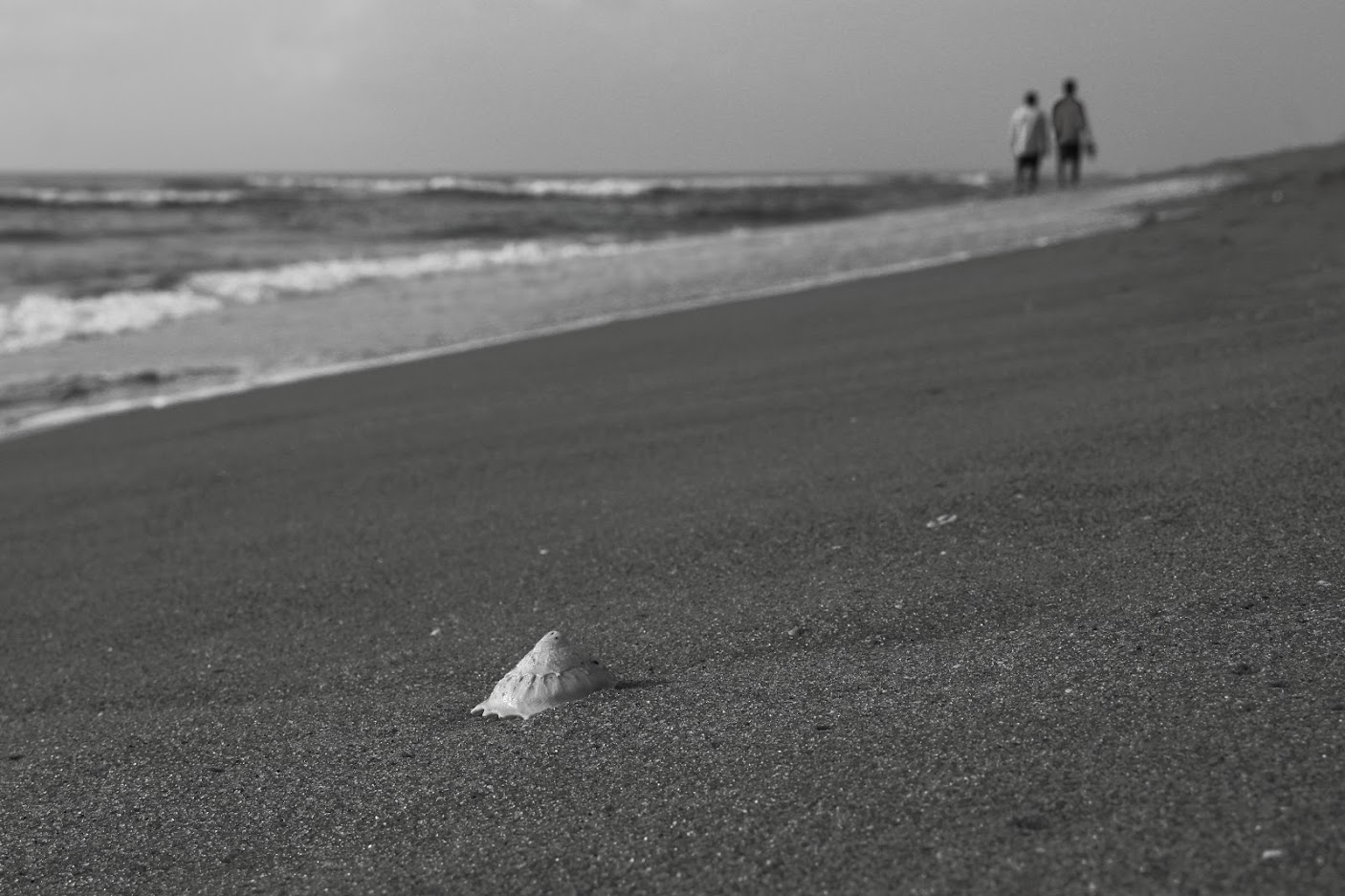 photos/A Sea Shell.jpg